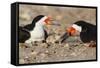 Port Isabel, Texas. Black Skimmer Adult Feeding Young-Larry Ditto-Framed Stretched Canvas