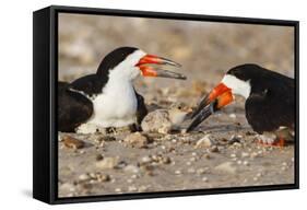 Port Isabel, Texas. Black Skimmer Adult Feeding Young-Larry Ditto-Framed Stretched Canvas