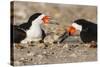 Port Isabel, Texas. Black Skimmer Adult Feeding Young-Larry Ditto-Stretched Canvas