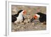 Port Isabel, Texas. Black Skimmer Adult Feeding Young-Larry Ditto-Framed Photographic Print