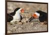 Port Isabel, Texas. Black Skimmer Adult Feeding Young-Larry Ditto-Framed Photographic Print