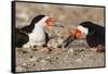 Port Isabel, Texas. Black Skimmer Adult Feeding Young-Larry Ditto-Framed Stretched Canvas