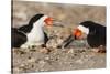 Port Isabel, Texas. Black Skimmer Adult Feeding Young-Larry Ditto-Stretched Canvas