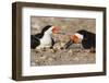 Port Isabel, Texas. Black Skimmer Adult Feeding Young-Larry Ditto-Framed Photographic Print