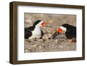 Port Isabel, Texas. Black Skimmer Adult Feeding Young-Larry Ditto-Framed Photographic Print