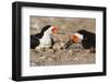 Port Isabel, Texas. Black Skimmer Adult Feeding Young-Larry Ditto-Framed Photographic Print