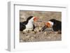 Port Isabel, Texas. Black Skimmer Adult Feeding Young-Larry Ditto-Framed Photographic Print