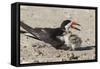 Port Isabel, Texas. Black Skimmers at Nest-Larry Ditto-Framed Stretched Canvas