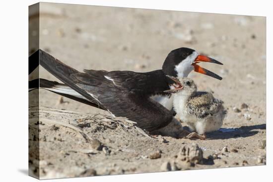 Port Isabel, Texas. Black Skimmers at Nest-Larry Ditto-Stretched Canvas