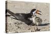 Port Isabel, Texas. Black Skimmers at Nest-Larry Ditto-Stretched Canvas