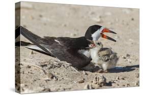 Port Isabel, Texas. Black Skimmers at Nest-Larry Ditto-Stretched Canvas