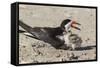 Port Isabel, Texas. Black Skimmers at Nest-Larry Ditto-Framed Stretched Canvas