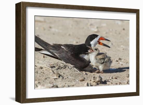 Port Isabel, Texas. Black Skimmers at Nest-Larry Ditto-Framed Photographic Print