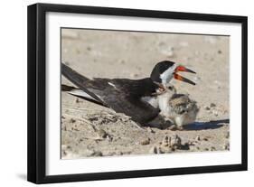 Port Isabel, Texas. Black Skimmers at Nest-Larry Ditto-Framed Photographic Print