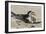 Port Isabel, Texas. Black Skimmers at Nest-Larry Ditto-Framed Photographic Print