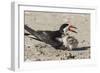 Port Isabel, Texas. Black Skimmers at Nest-Larry Ditto-Framed Photographic Print