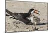 Port Isabel, Texas. Black Skimmers at Nest-Larry Ditto-Mounted Photographic Print