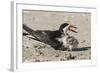 Port Isabel, Texas. Black Skimmers at Nest-Larry Ditto-Framed Photographic Print