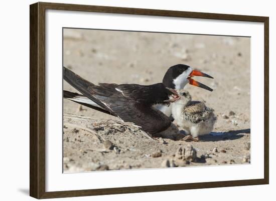 Port Isabel, Texas. Black Skimmers at Nest-Larry Ditto-Framed Photographic Print