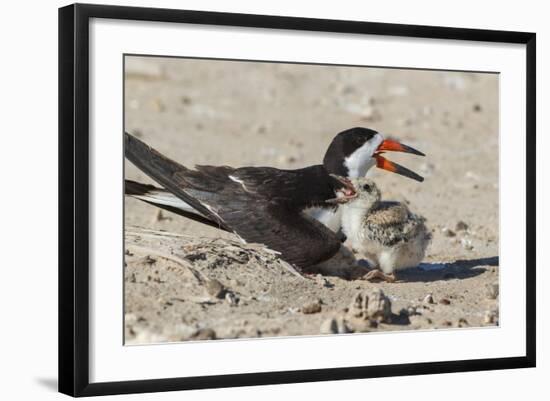 Port Isabel, Texas. Black Skimmers at Nest-Larry Ditto-Framed Photographic Print