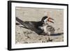 Port Isabel, Texas. Black Skimmers at Nest-Larry Ditto-Framed Photographic Print