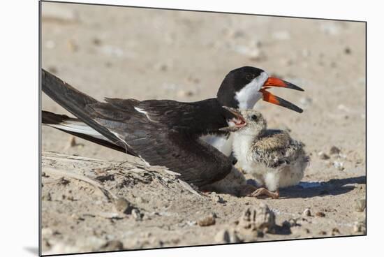 Port Isabel, Texas. Black Skimmers at Nest-Larry Ditto-Mounted Photographic Print