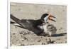 Port Isabel, Texas. Black Skimmers at Nest-Larry Ditto-Framed Photographic Print