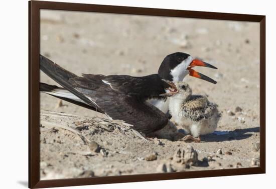 Port Isabel, Texas. Black Skimmers at Nest-Larry Ditto-Framed Photographic Print