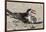 Port Isabel, Texas. Black Skimmers at Nest-Larry Ditto-Framed Photographic Print