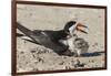 Port Isabel, Texas. Black Skimmers at Nest-Larry Ditto-Framed Photographic Print