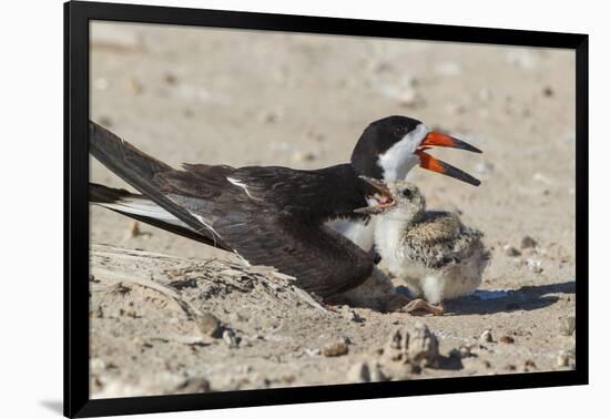 Port Isabel, Texas. Black Skimmers at Nest-Larry Ditto-Framed Photographic Print