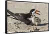 Port Isabel, Texas. Black Skimmers at Nest-Larry Ditto-Framed Stretched Canvas