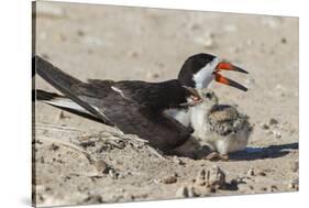 Port Isabel, Texas. Black Skimmers at Nest-Larry Ditto-Stretched Canvas