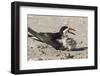 Port Isabel, Texas. Black Skimmers at Nest-Larry Ditto-Framed Photographic Print