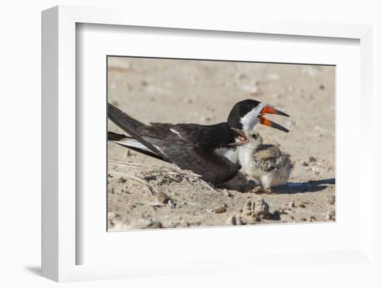 Port Isabel, Texas. Black Skimmers at Nest-Larry Ditto-Framed Photographic Print