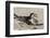 Port Isabel, Texas. Black Skimmers at Nest-Larry Ditto-Framed Premium Photographic Print