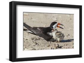 Port Isabel, Texas. Black Skimmers at Nest-Larry Ditto-Framed Premium Photographic Print