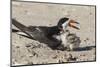 Port Isabel, Texas. Black Skimmers at Nest-Larry Ditto-Mounted Premium Photographic Print
