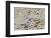 Port Isabel, Texas. Least Tern Beside Egg at Nest Colony-Larry Ditto-Framed Photographic Print