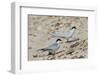 Port Isabel, Texas. Least Tern Beside Egg at Nest Colony-Larry Ditto-Framed Photographic Print