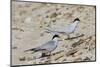 Port Isabel, Texas. Least Tern Beside Egg at Nest Colony-Larry Ditto-Mounted Photographic Print