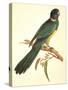 Port Lincoln Parrot, Barnardius Zonarius-Ferdinand Bauer-Stretched Canvas