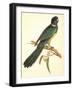 Port Lincoln Parrot, Barnardius Zonarius-Ferdinand Bauer-Framed Giclee Print