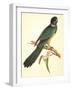 Port Lincoln Parrot, Barnardius Zonarius-Ferdinand Bauer-Framed Giclee Print