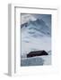 Port Lockroy Research Station, Antarctica, Polar Regions-Michael Runkel-Framed Photographic Print