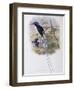 Port-Moresby Racket-Tailed Kingfisher-John Gould-Framed Giclee Print