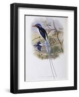 Port-Moresby Racket-Tailed Kingfisher-John Gould-Framed Giclee Print