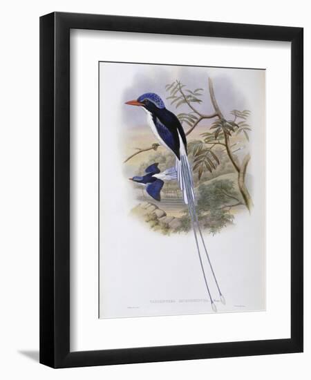 Port-Moresby Racket-Tailed Kingfisher-John Gould-Framed Giclee Print