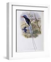 Port-Moresby Racket-Tailed Kingfisher-John Gould-Framed Giclee Print