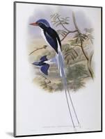 Port-Moresby Racket-Tailed Kingfisher-John Gould-Mounted Giclee Print